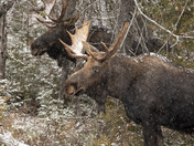 Two Bull Moose