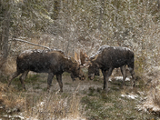 Rutting Bull Moose