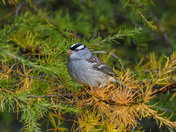 White-crowned Sparrow