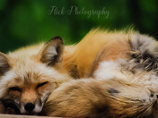 Sleeping Fox