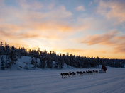 A sled dog team passing by on Grace Lake near Yellowknife