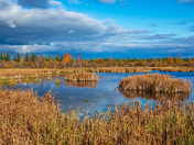 Fall ambiance near Yellowknife