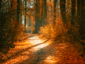 Shades Of Autumn 
