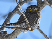 Northern Pigmy Owl