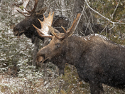 Pair of Bull Moose