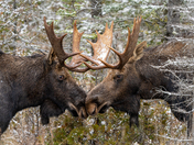 Moose Rut