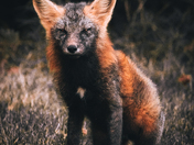 Dressed for the Season