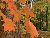 Fall magic
