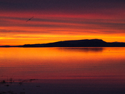 Seagull and sunrise