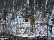 Looking for the Others