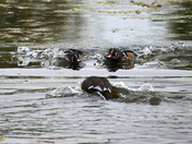 Showdown at Mud Lake