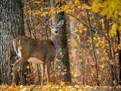 Kawartha Deer