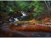 Forest and Firebrook Falls