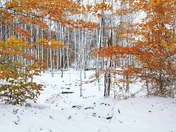Snow and Fall colours