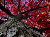 Always look up at beauty