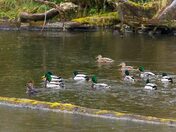 Staying With Friends