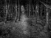 Under the Canopy