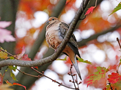 Mourning Dove In Fall Maple Tree