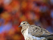 Mourning Dove Autumn Portrait