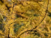 Golden Larch