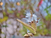 Milkweed's parachutes, ready to fly.