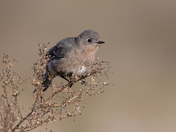Mountain Bluebird 