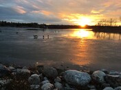 Geese on Wascana Lake, Regina