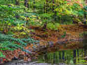 Reflection in the woods