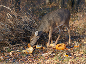 Pumpkin Feast