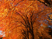 Fall Colors