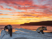Fox of Anticosti at Sunrise