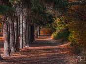 The Autumn Pathway