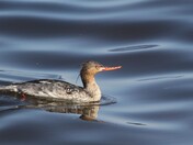 Just strolling along the shore!