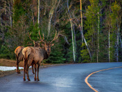 Elk Crossing The Road