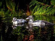 A Road Less Travelled