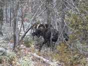 Two Bulls In The Brush