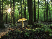 Amanita at Sunset