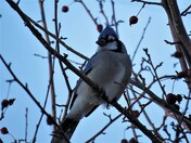 Blue Jay