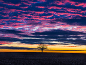 burning sky in a corn field 