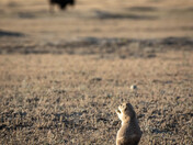 Black-tailed prairie dog and bull bison