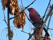 A Sign of the Season