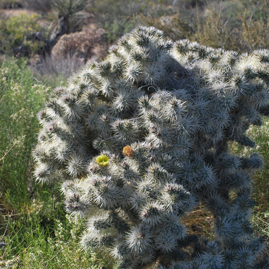 Joshua Tree National Park