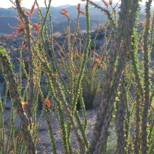 Joshua Tree National Park