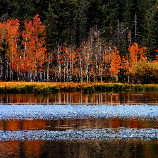 Dixie National Forest