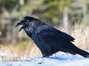 Common Raven