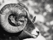 Full Circle Symmetry