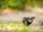 Spruce Grouse Strutting