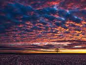 sky lighed up above corn field