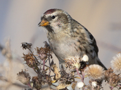 Common Redpoll
