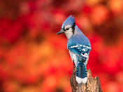 Blue Jay Inferno